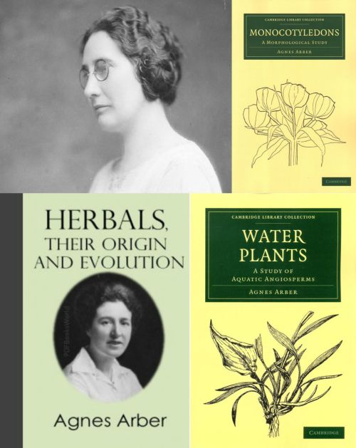 Agnes Arber Kimdir, Hayatı ve Resimleri