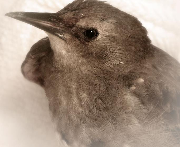 Ad:  Bird_Stock.jpg
Gsterim: 317
Boyut:  49.4 KB