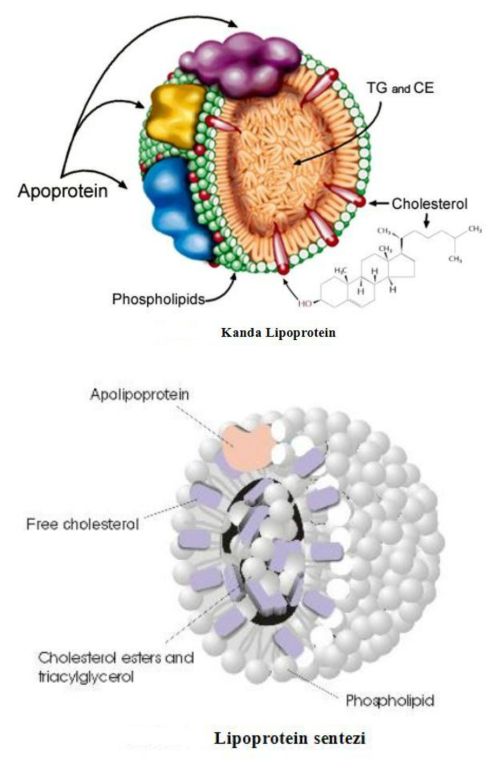 Ad: kol2.JPG
Gösterim: 2457
Boyut: 41.8 KB