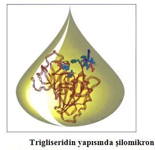 Ad: kol3.JPG
Gösterim: 2072
Boyut: 22.0 KB