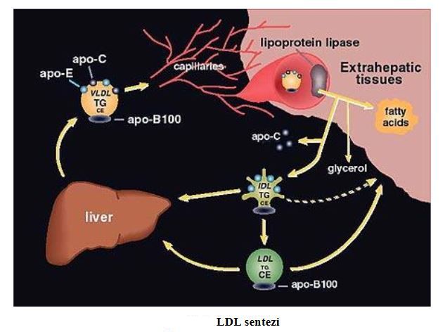 Ad: kol6.JPG
Gösterim: 2169
Boyut: 44.6 KB
