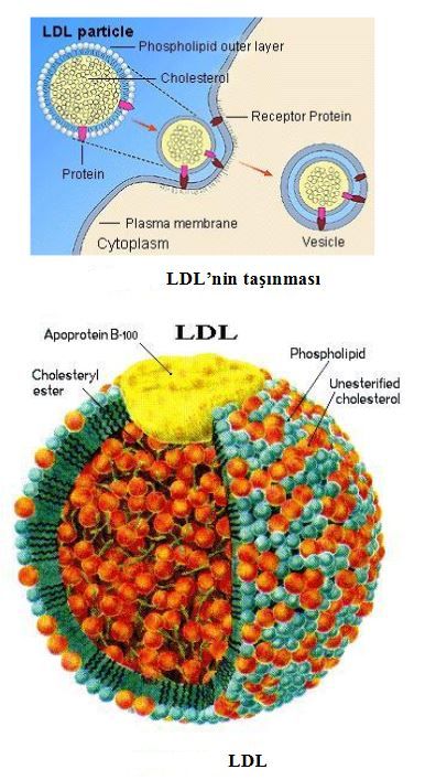 Ad: kol7.JPG
Gösterim: 2812
Boyut: 68.0 KB