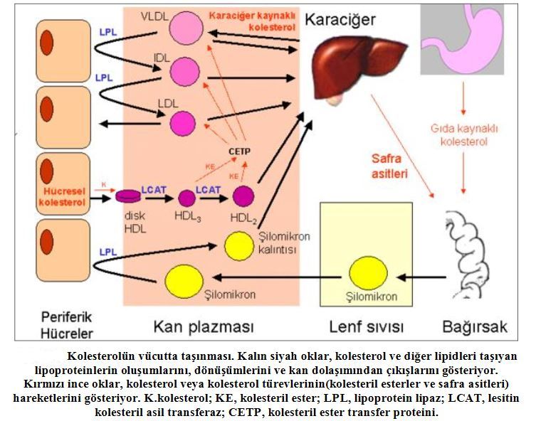 Ad: kol9.JPG
Gösterim: 2264
Boyut: 89.9 KB