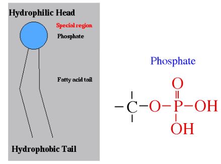 Ad:  lipit4.JPG
Gsterim: 2866
Boyut:  21.0 KB
