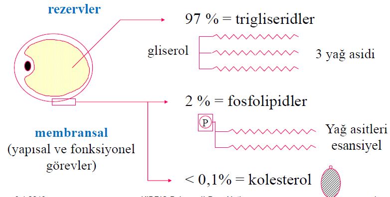 Ad:  lipid2.JPG
Gsterim: 2724
Boyut:  49.6 KB