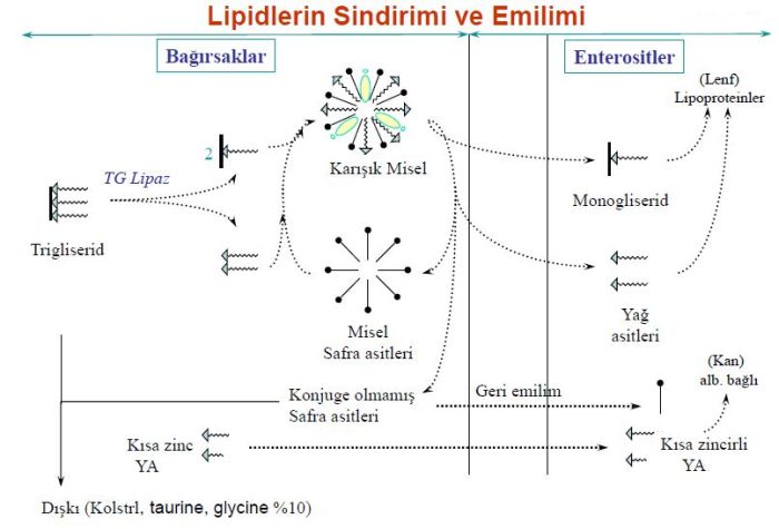 Ad:  lipid4.JPG
Gsterim: 3112
Boyut:  46.5 KB