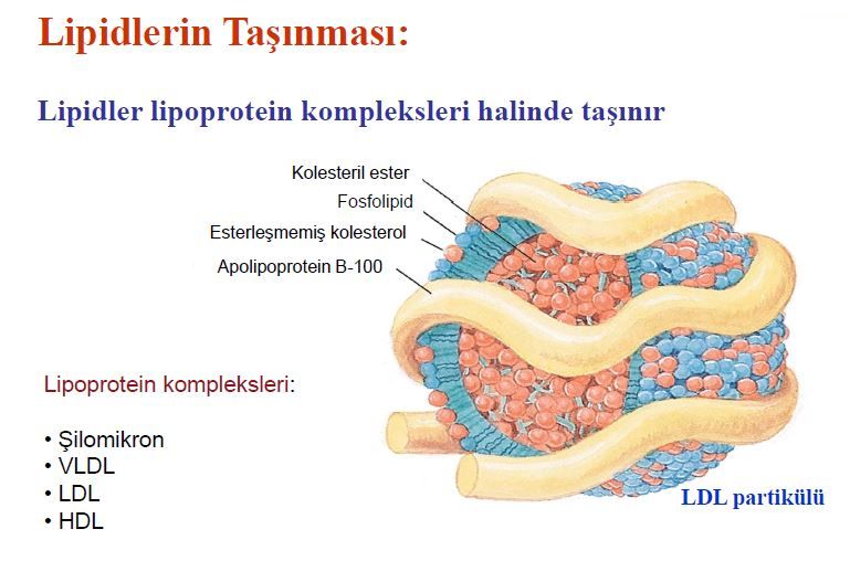 Ad:  lipid5.JPG
Gsterim: 2852
Boyut:  60.0 KB