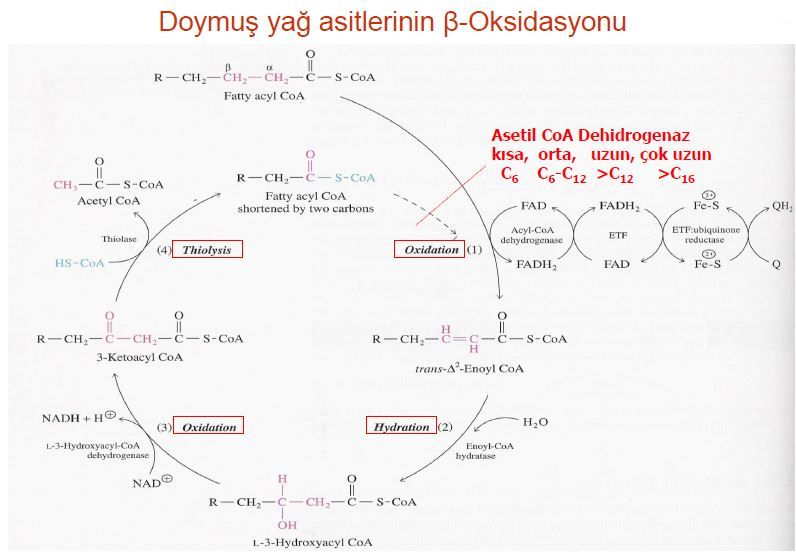 Ad:  lipid6.JPG
Gsterim: 3198
Boyut:  54.8 KB