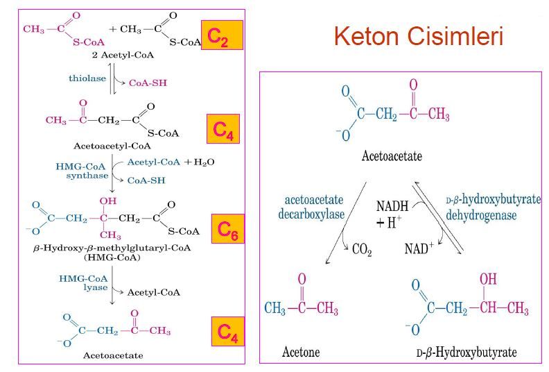 Ad:  lipid7.JPG
Gsterim: 3288
Boyut:  62.2 KB