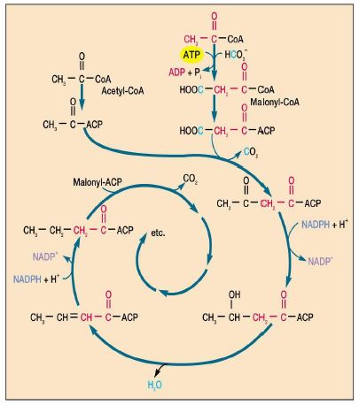 Ad:  lipid8.JPG
Gsterim: 3518
Boyut:  32.4 KB
