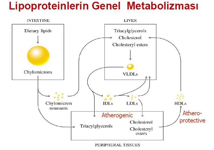 Ad:  lipid11.JPG
Gsterim: 2940
Boyut:  53.1 KB