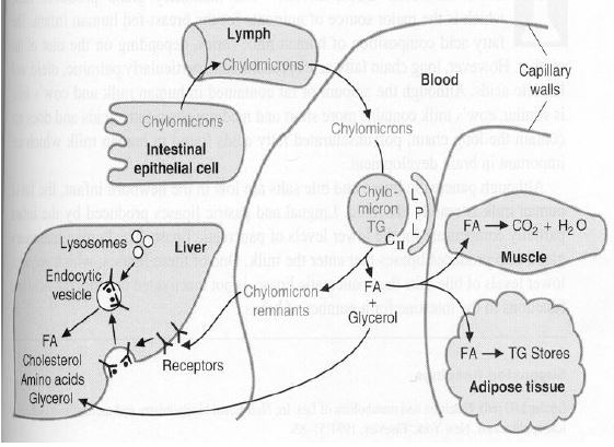 Ad:  lipid12.JPG
Gsterim: 2515
Boyut:  47.4 KB