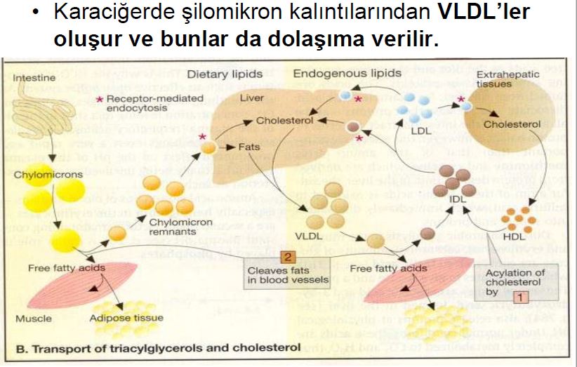 Ad:  lipid13.JPG
Gsterim: 2623
Boyut:  82.0 KB
