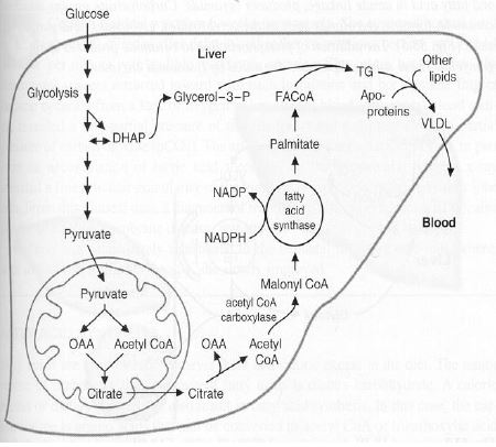 Ad:  lipid14.JPG
Gsterim: 2409
Boyut:  36.9 KB