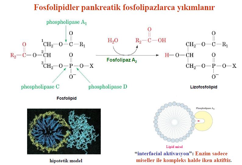 Ad:  lipit6.JPG
Gsterim: 1308
Boyut:  65.2 KB