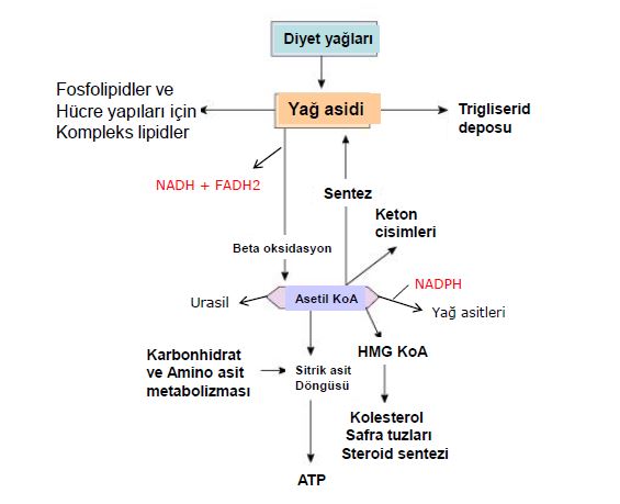 Ad:  lipit7.JPG
Gsterim: 3984
Boyut:  34.1 KB