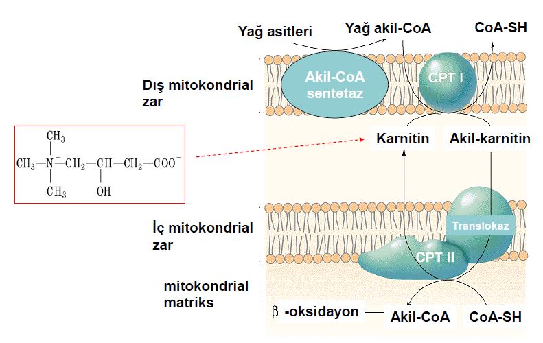 Ad:  lipit14.JPG
Gsterim: 2241
Boyut:  66.9 KB