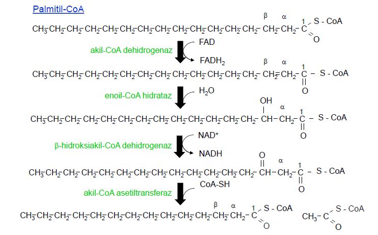 Ad:  lipit15.JPG
Gsterim: 2083
Boyut:  59.0 KB