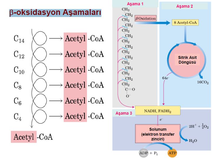 Ad:  lipit16.JPG
Gsterim: 3003
Boyut:  60.6 KB