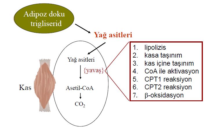 Ad:  lipit21.JPG
Gsterim: 872
Boyut:  48.7 KB