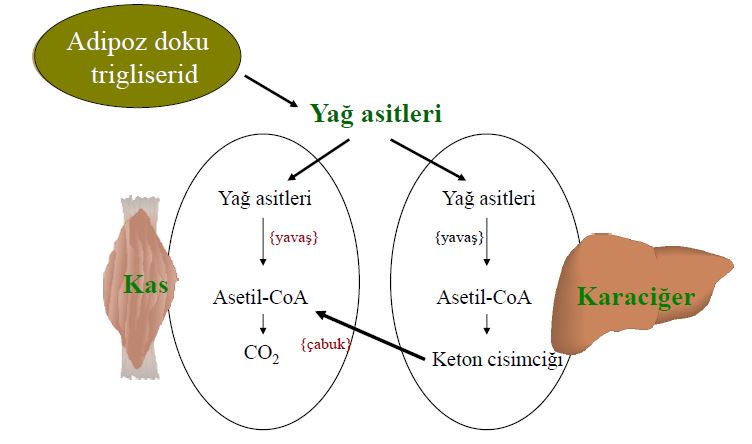 Ad:  lipit22.JPG
Gsterim: 1091
Boyut:  40.5 KB
