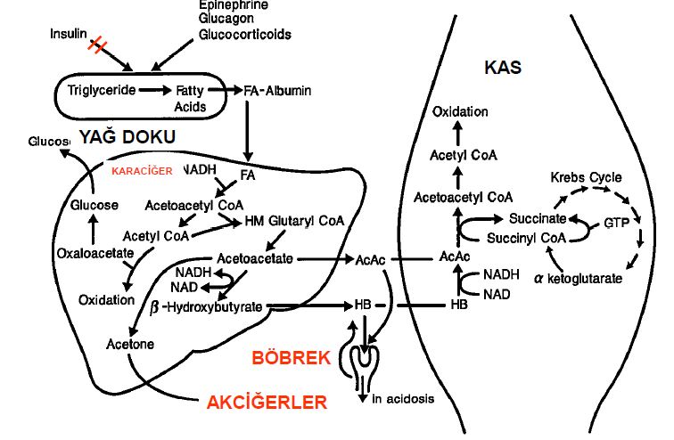 Ad:  lipit26.JPG
Gsterim: 1127
Boyut:  69.1 KB