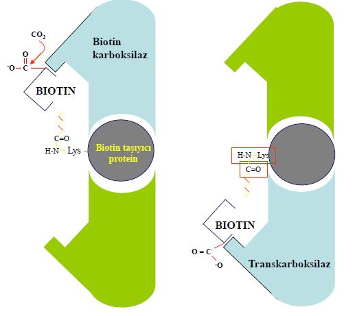 Ad:  lipit28.JPG
Gsterim: 1811
Boyut:  30.3 KB