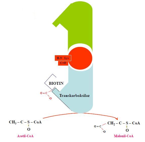 Ad:  lipit29.JPG
Gsterim: 1321
Boyut:  24.7 KB