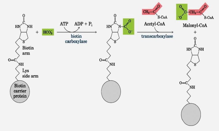 Ad:  lipit30.JPG
Gsterim: 1198
Boyut:  37.4 KB