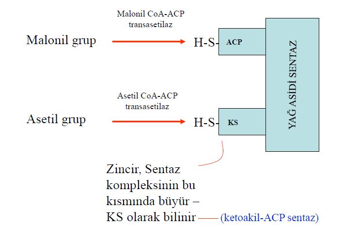 Ad:  lipit31.JPG
Gsterim: 1449
Boyut:  40.3 KB
