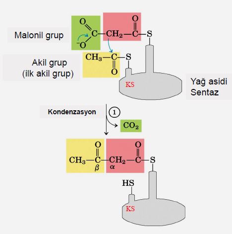 Ad:  lipid32.JPG
Gsterim: 1220
Boyut:  28.2 KB