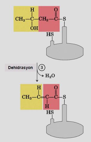Ad:  lipit33.JPG
Gsterim: 1149
Boyut:  20.5 KB