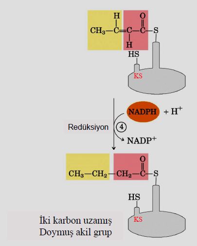Ad:  lipit34.JPG
Gsterim: 1168
Boyut:  26.2 KB
