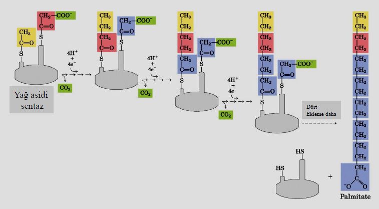 Ad:  lipit37.JPG
Gsterim: 1256
Boyut:  39.5 KB