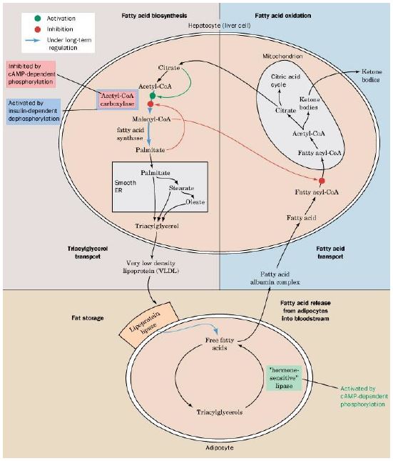 Ad:  lipit41.JPG
Gsterim: 1204
Boyut:  62.6 KB