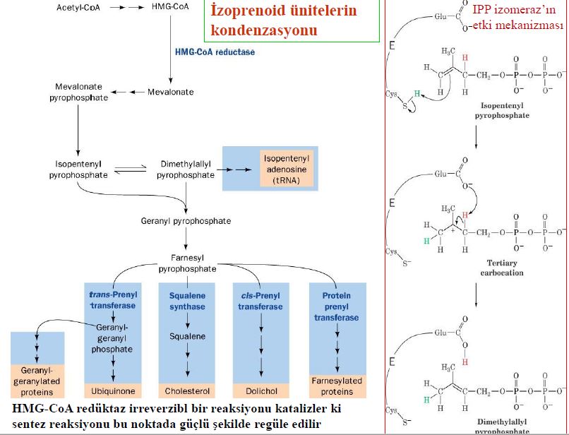 Ad: lipit47.JPG
Gösterim: 2049
Boyut: 76.6 KB