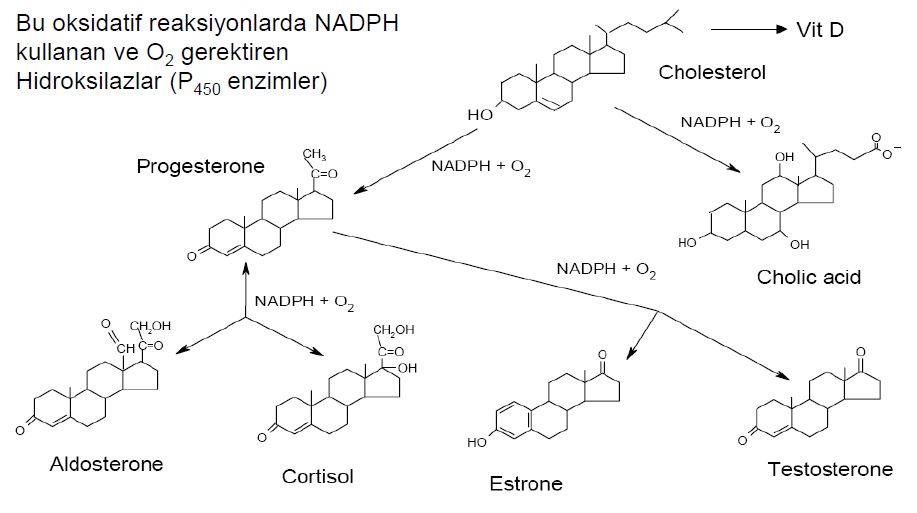 Ad:  steroid hormonlar.JPG
Gsterim: 2303
Boyut:  60.5 KB