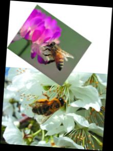 Ad: 298_ari.jpg
Gösterim: 882
Boyut: 13.5 KB