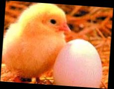 Ad: beslenme3.jpg
Gösterim: 1014
Boyut: 8.3 KB