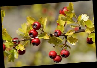 Ad:  alic.jpg
Gsterim: 594
Boyut:  14.5 KB