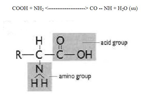 Ad:  aminoasit3.JPG
Gsterim: 2693
Boyut:  21.2 KB
