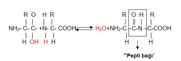 Ad:  aminoasit6.JPG
Gsterim: 1974
Boyut:  21.4 KB