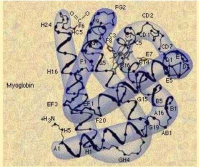 Ad:  aminoasit11.JPG
Gsterim: 2106
Boyut:  45.9 KB