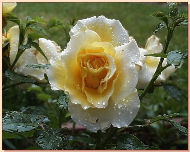 Ad:  gul_315.jpg
Gsterim: 382
Boyut:  45.1 KB