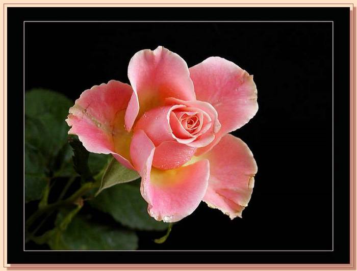 Ad:  gul_363.jpg
Gsterim: 807
Boyut:  37.8 KB