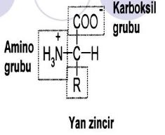 Ad:  aminoasit4.JPG
Gsterim: 1735
Boyut:  15.2 KB