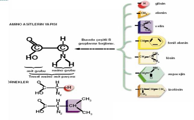 Ad:  aasitler1.JPG
Gsterim: 1980
Boyut:  34.3 KB