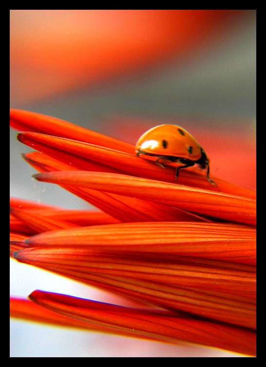 Ad: cocc6.jpg
Gösterim: 3042
Boyut: 129.8 KB