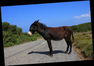 Ad: KARPAZ EŞEĞİ.jpg
Gösterim: 14856
Boyut: 15.1 KB