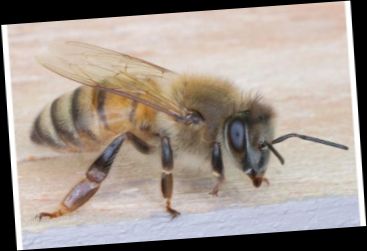 Ad: KAFKAS ARISI.jpg
Gösterim: 14790
Boyut: 13.8 KB